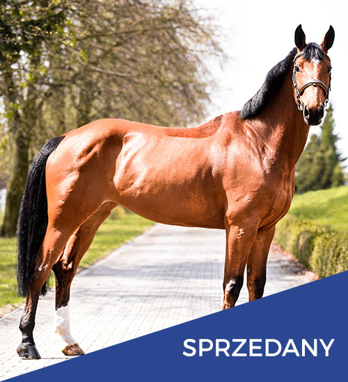 konie na sprzedaż orchidea